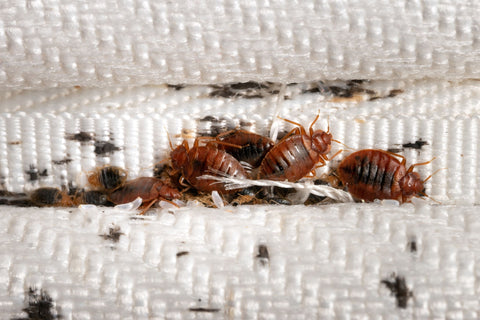 bedbug infestation