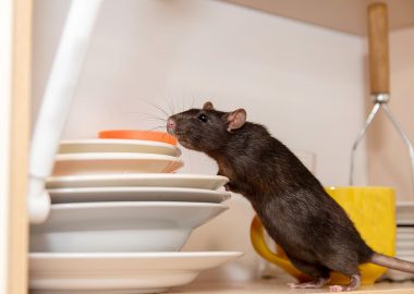 rat poison